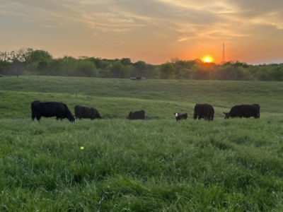 Black cows grazing on hillside at sunset