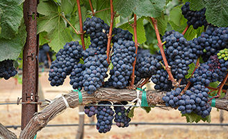 Grapes on vine