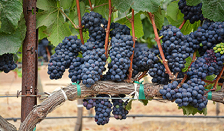 Grapes on vine
