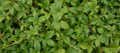 Blackberry bush