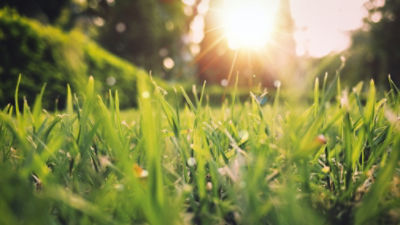 Blades of grass, sunrise, dew on grass
