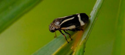 Cigarrinhas que atacam as pastagens