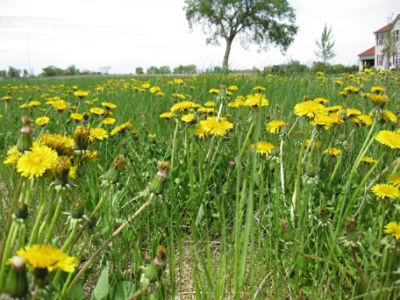 Blooming dandelions