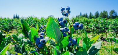 high bush blueberries