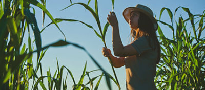 Agricultora analisando sua lavoura de milho 