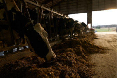 Cows eating Bolvalta BMR silage