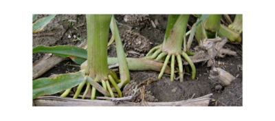 Corn Brace Roots