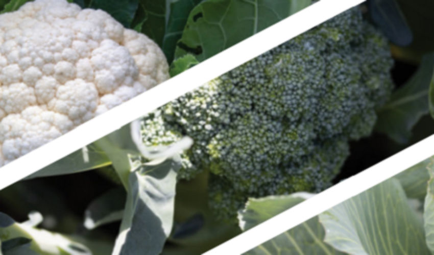 brassica