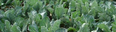 brassica-veg-crop