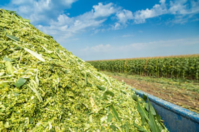 silage