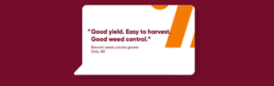 Good yield. Easy to harvest. Good weed control.