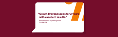Grown Brevant seeds for 2 years with excellent results.