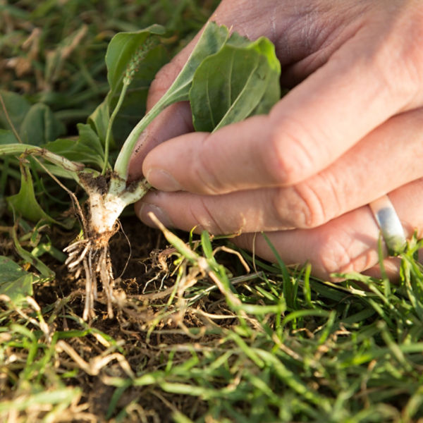 Hand pulling weed in turf