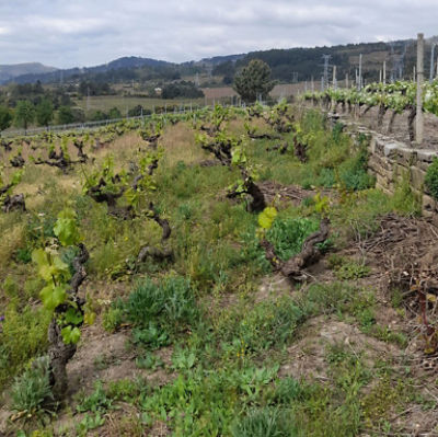 Brotación de cultivo