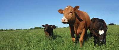 Brown cow with calves