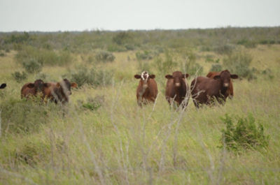 Brush and cows in pasture
