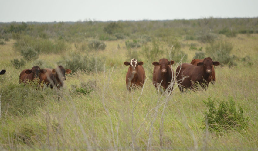 Brush and cows in pasture
