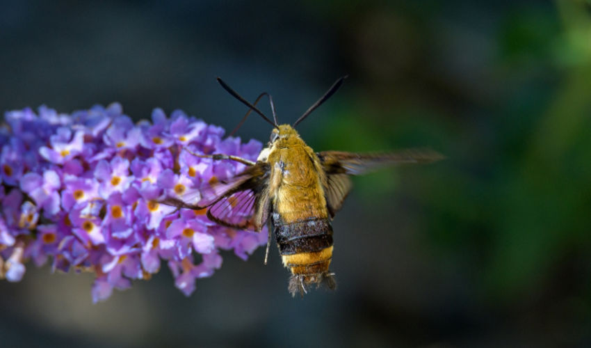 Bumble bee on a flower
