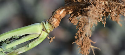 corn maggot damage on crop
