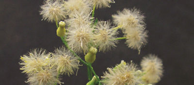 canada fleabane