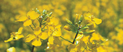 canola field