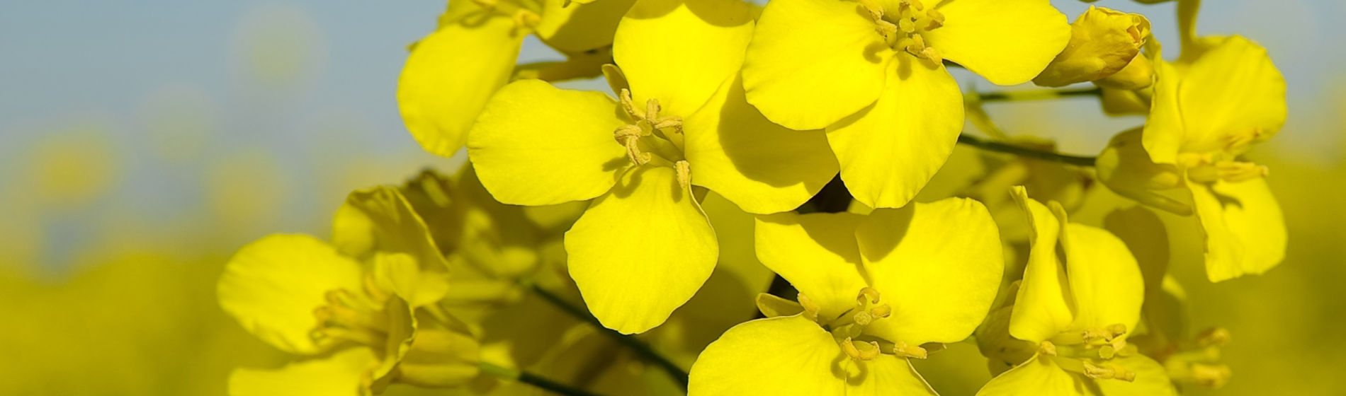 canola