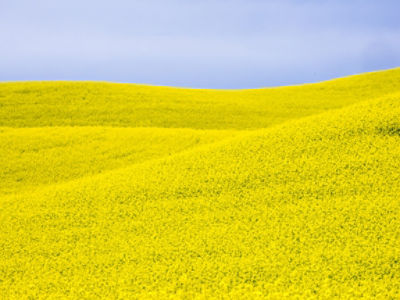 canola field