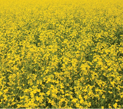 canola field