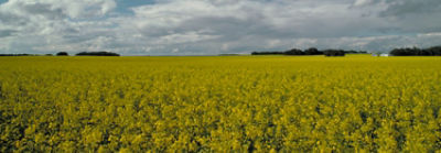 Minimize Your Risk With Winter Canola