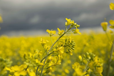 canola flower