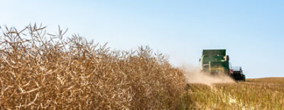 canola harvester