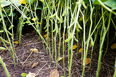 canola stems