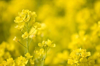 canola close up