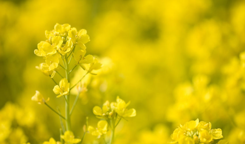canola close up