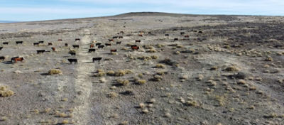 cattle grazing on Matteri Ranch
