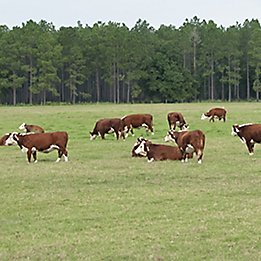 Image of cattle in pasture with trees in the background