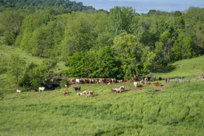 Cattle in pasture