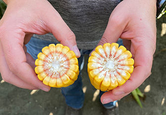 Center of corn cob