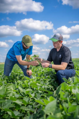 Managing Iron Deficiency Chlorosis