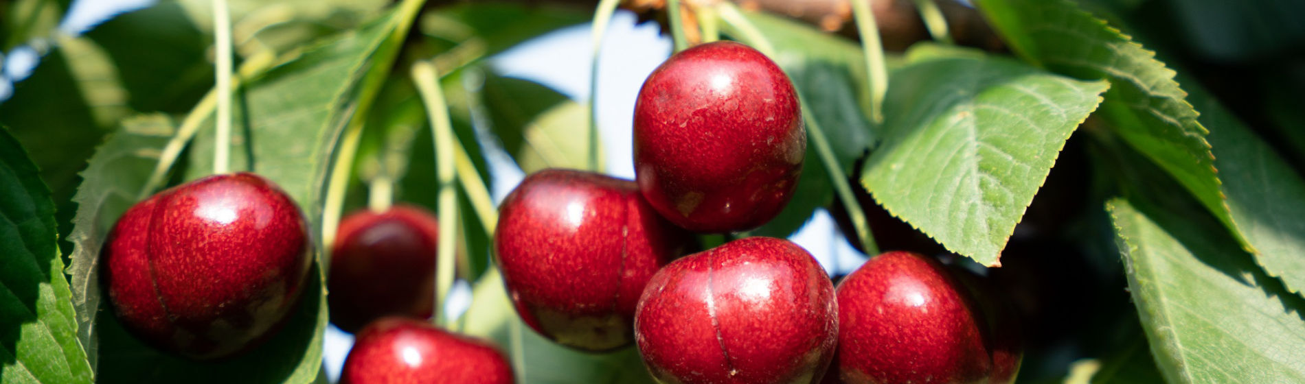 cherry tree