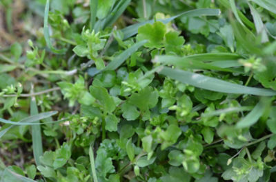 Flowering chickweed