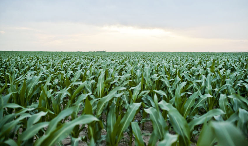 Clean Corn Field