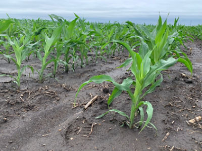 Clean corn rows