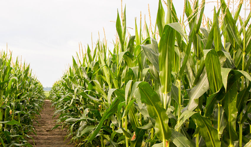 Clean corn rows at tassle stage