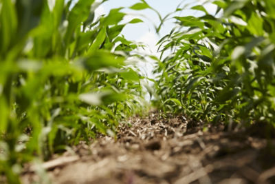 Clean corn rows ground level