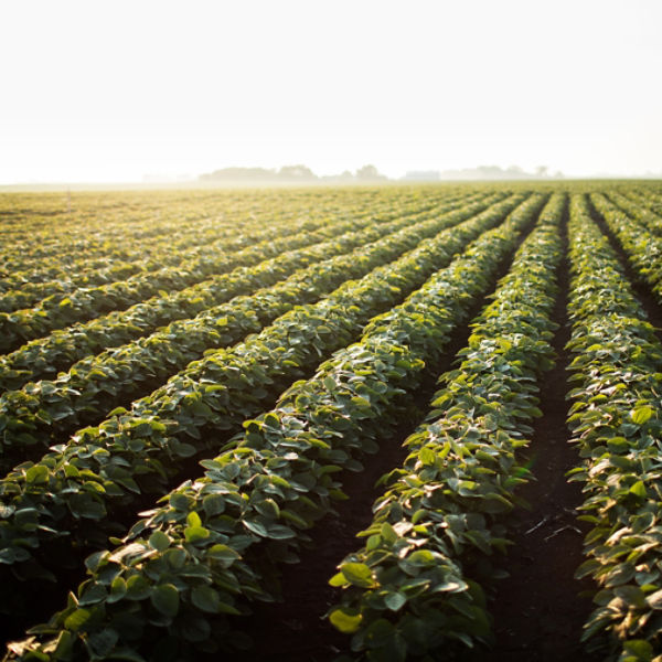 Clean rows soybeans horizon view