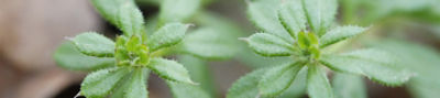 cleavers-close up
