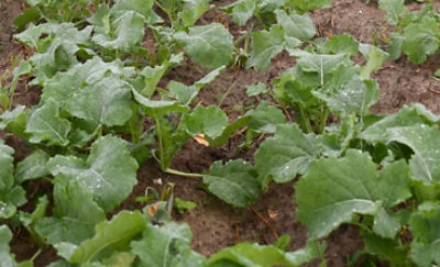 herbicide spray on canola close up