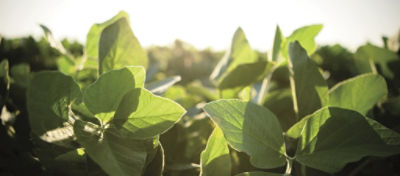 soybean field