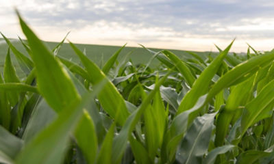 The Pioneer Corn Innovation Pipeline